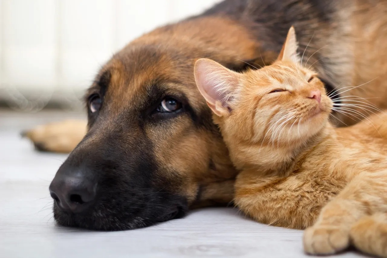The Property Manager’s Guide to Pets and Assistance Animals